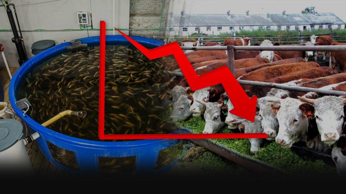 Ни рыбы, ни мяса: активность в животноводческой отрасли РК упала на 80%