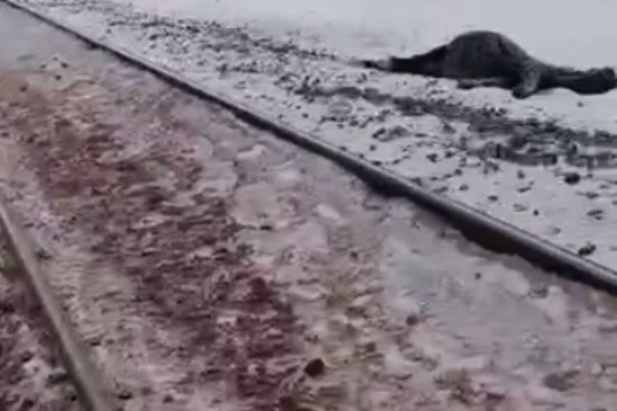 Поезд насмерть сбил шесть лошадей в области Улытау