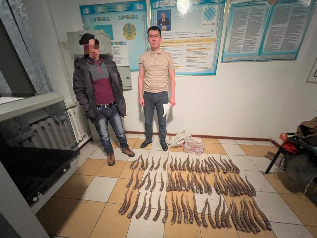 76 сайгачьих рогов изъяли у жителя Актюбинской области