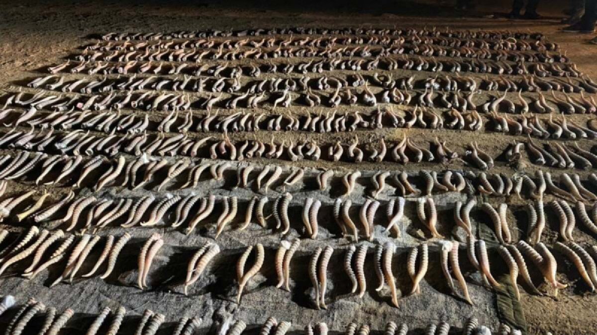 Больше 460 рогов сайги спрятал в хозпостройке житель села в Западном Казахстане
