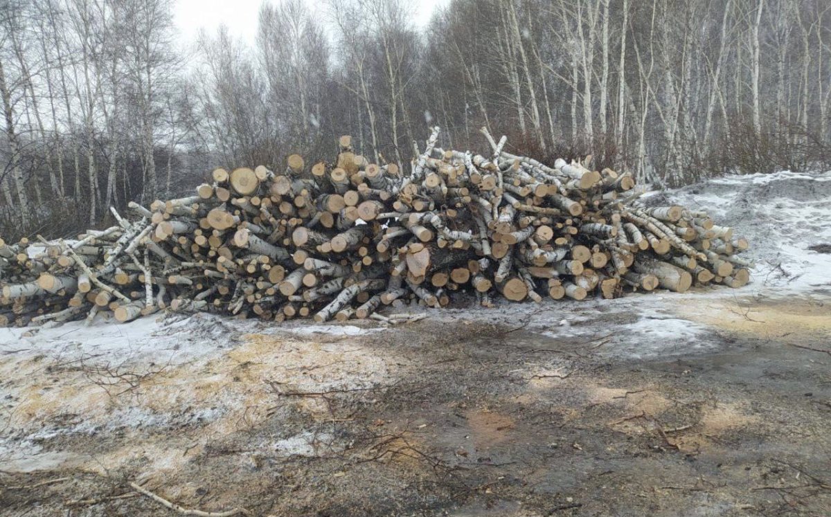 Деревья незаконно вырубили в нацпарке Бурабай