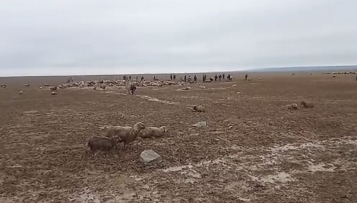 В Алматинской области 2 тыс овец застряли в грязевой массе
