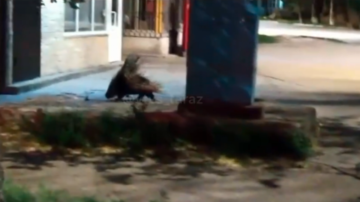 В Таразе заметили дикобраза, находящегося под угрозой исчезновения