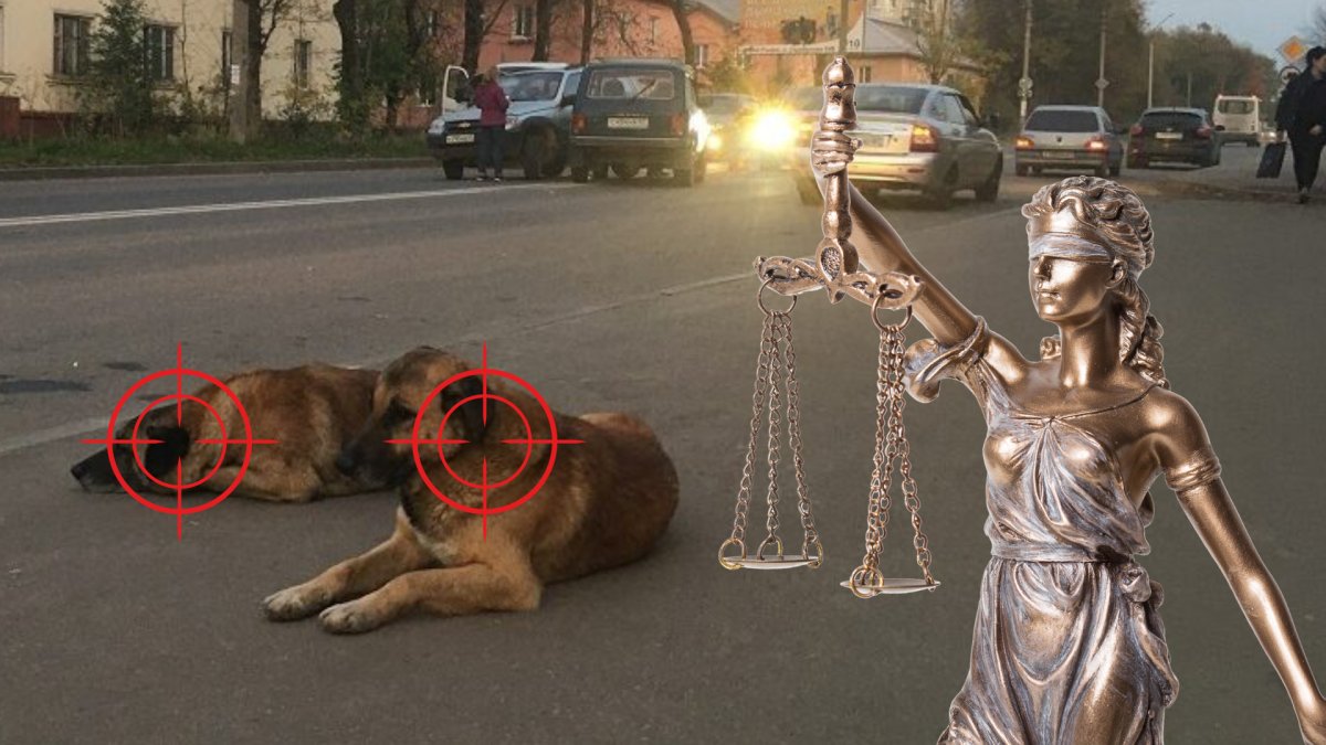 Стрелять нельзя помиловать: почему в Казахстане закон есть, а ответственности за собак нет