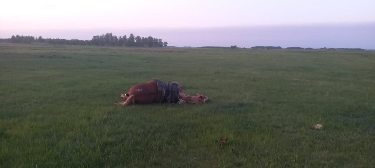 Пастуха и его лошадь убило молнией в СКО