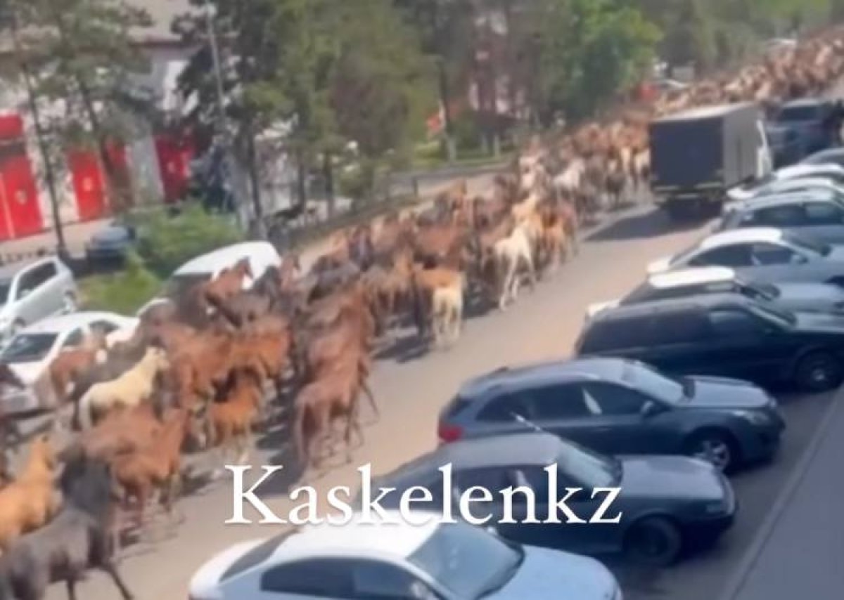 "Дикари": табун лошадей посреди дороги в Каскелене возмутил Казнет (видео)