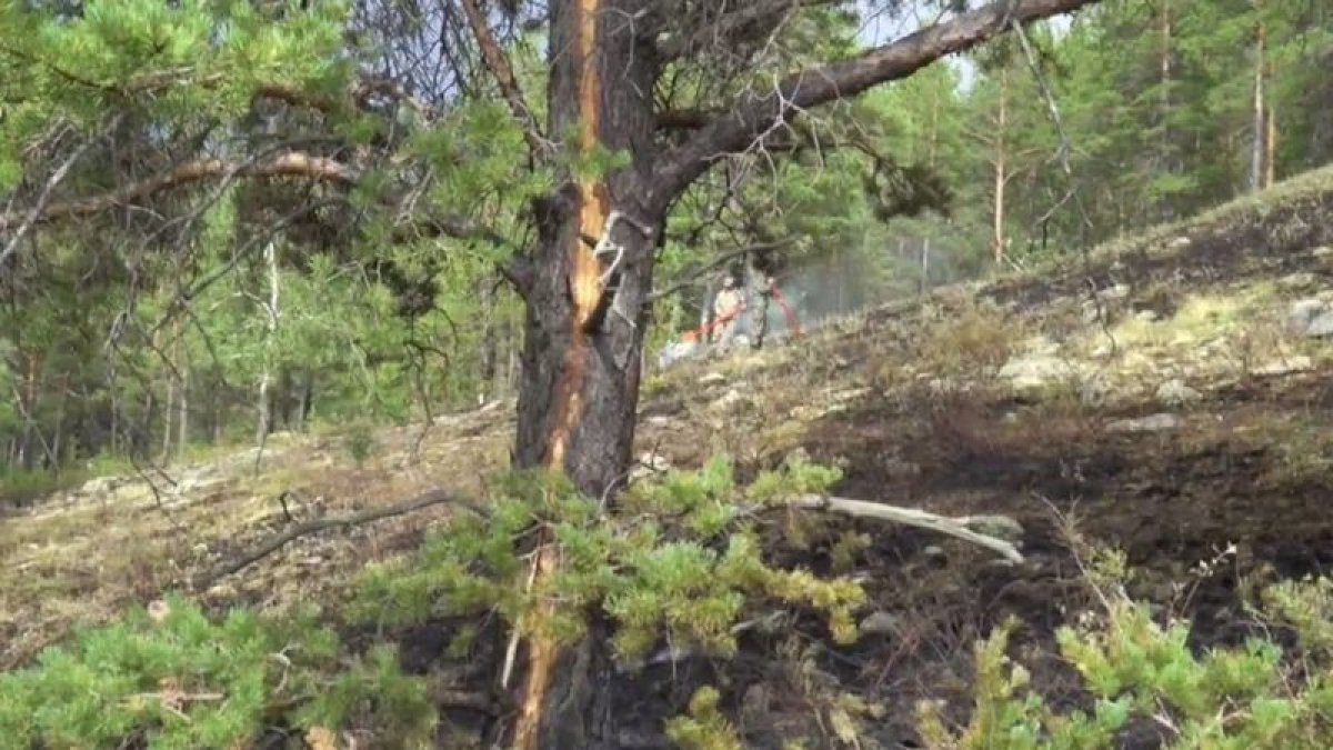 В Бурабае разгорелся лесной пожар