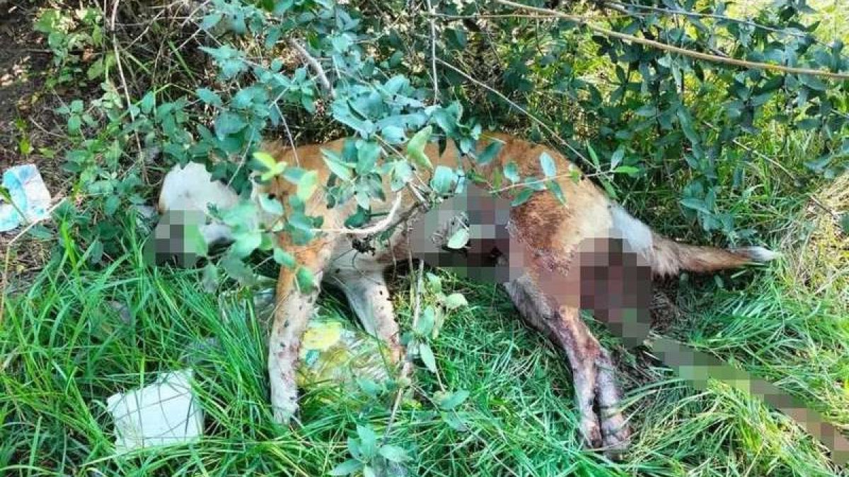 В Рудном нашли собаку со следами возможного сексуального насилия