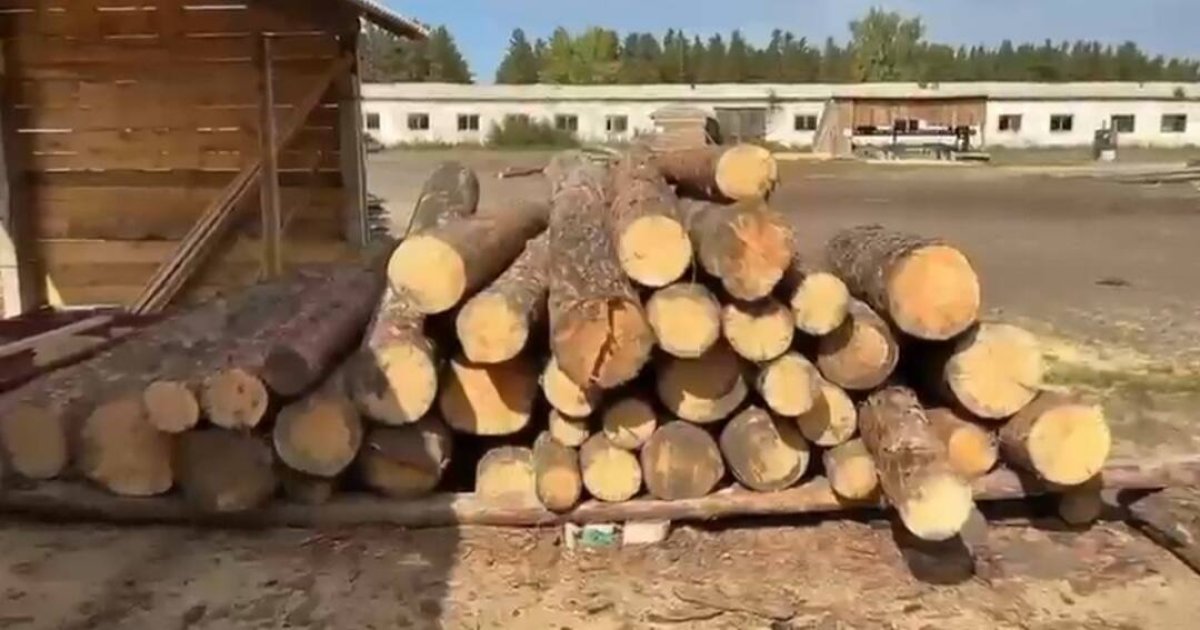 Полиция завела дело из-за незаконной вырубки леса в резервате "Ертіс орманы"