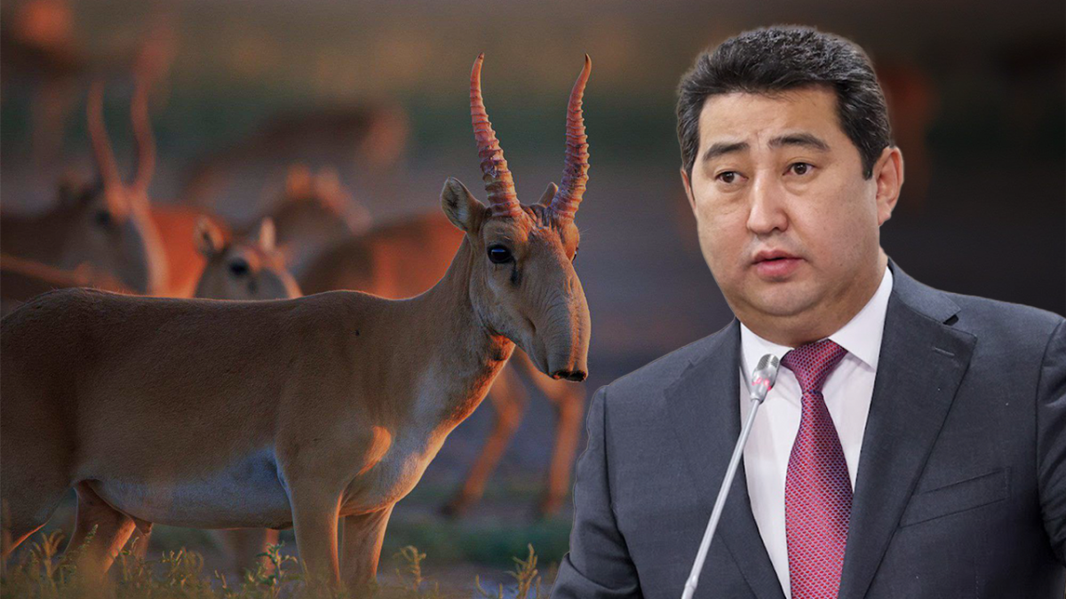 Казахстан будет продавать мясо сайгаков