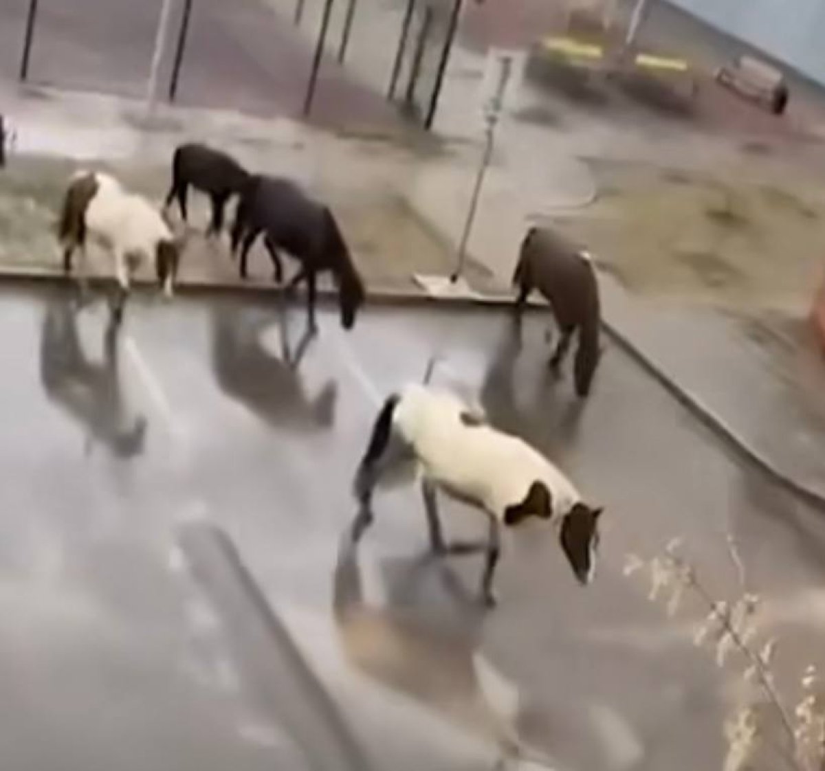 Лошади гуляют по двору дома: видео из Астаны шокировало Казнет
