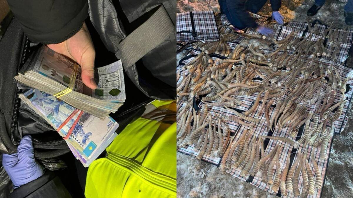 Рога сайги на 2 млрд тенге пытался вывезти иностранец в Костанайской области