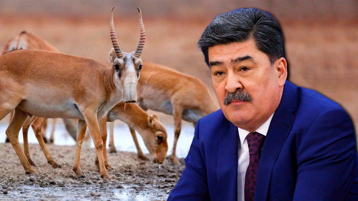 Консервы из сайги начали выпускать в Казахстане. Попробует ли их министр экологии