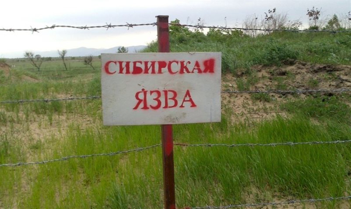 33 бесхозных захоронения с сибирской язвой выявили в Жетысуской области