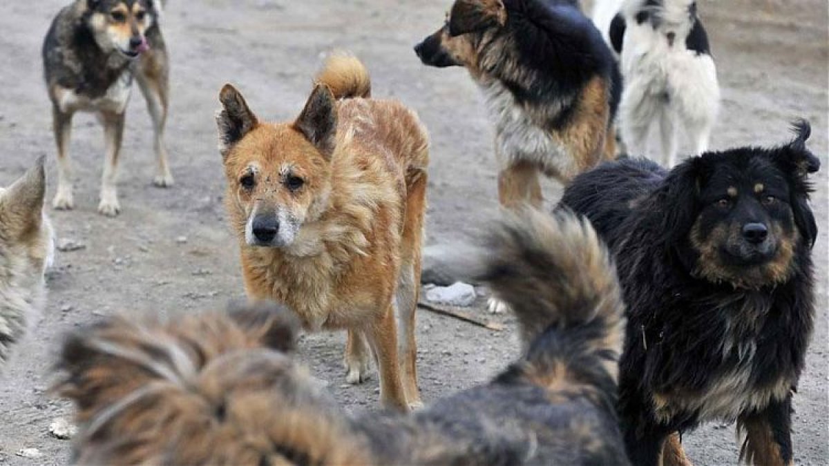В Казахстане планируют узаконить эвтаназию бездомных животных