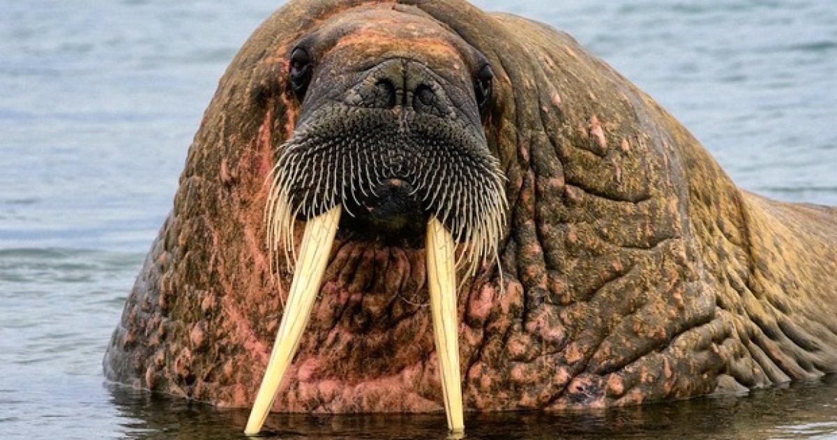 На 500 тысяч тенге за приближение к моржу оштрафовали туриста