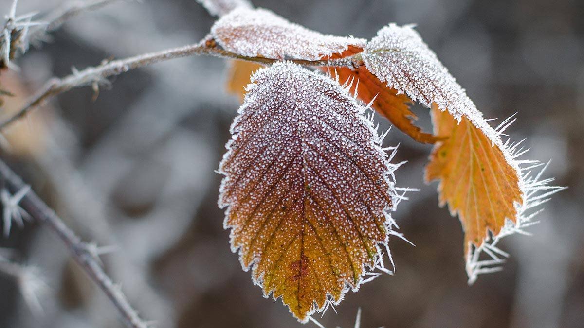 В Казахстане ожидаются снег и заморозки
