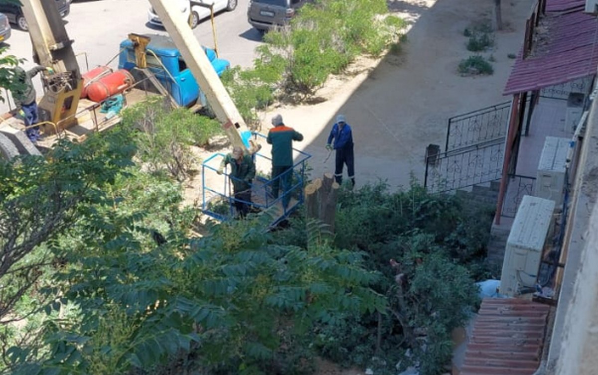 В Актау уничтожили живые деревья ради пристройки