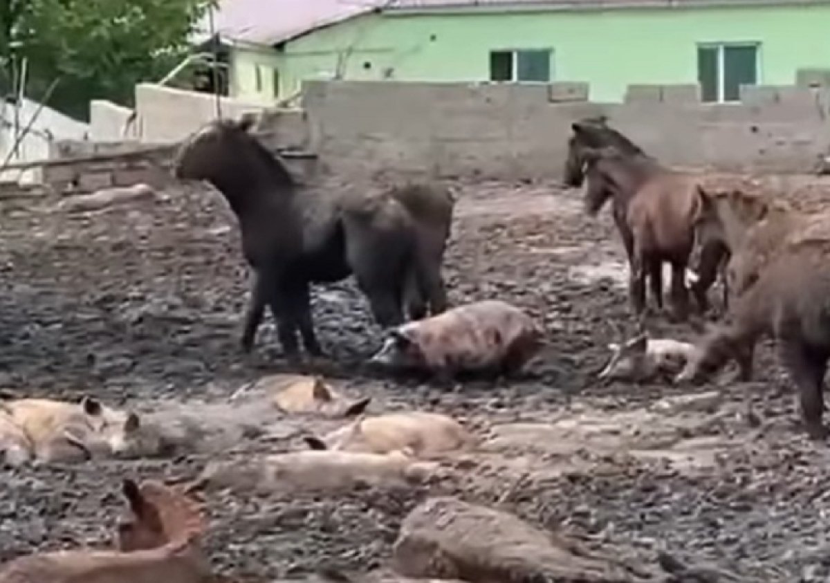Живой скот держали рядом с тушами близ Алматы: полиция не увидела преступления
