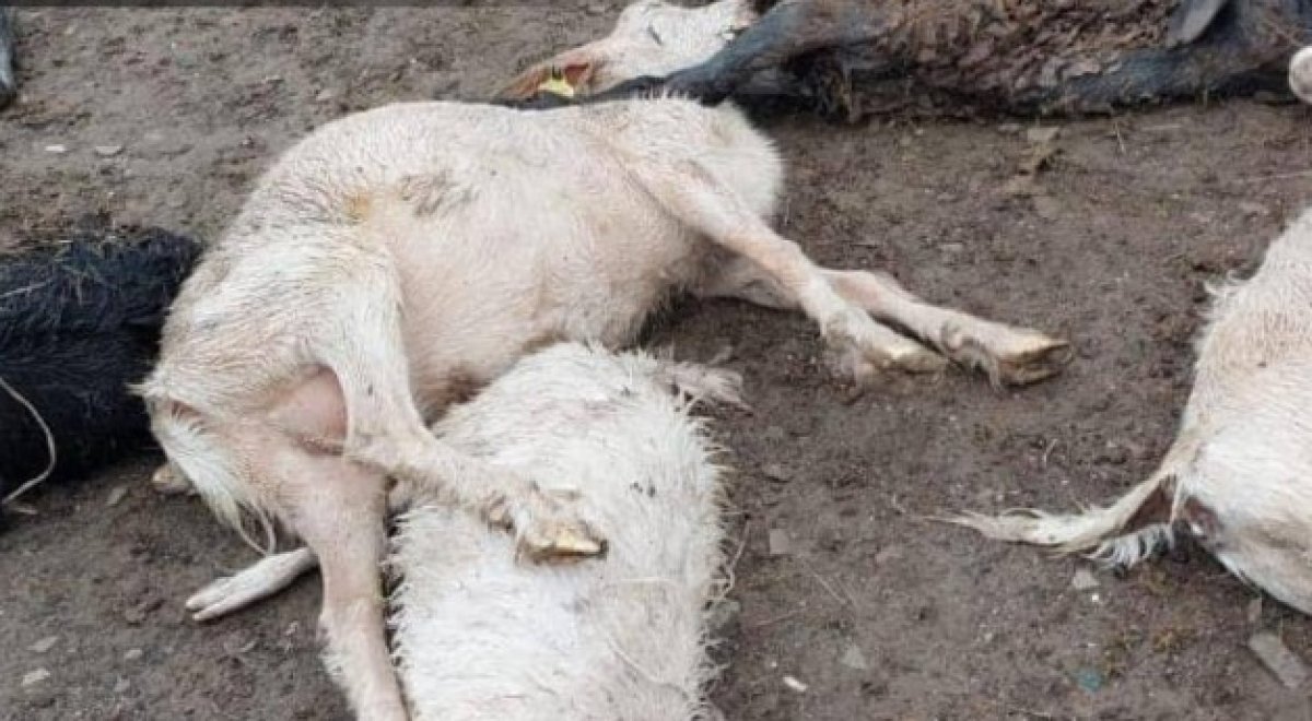 Проверку начали из-за массового падежа скота в Западно-Казахстанской области