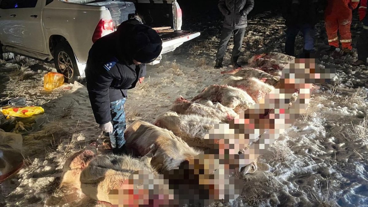 Незаконная охота: казахстанцев задержали с тушами сайги в авто