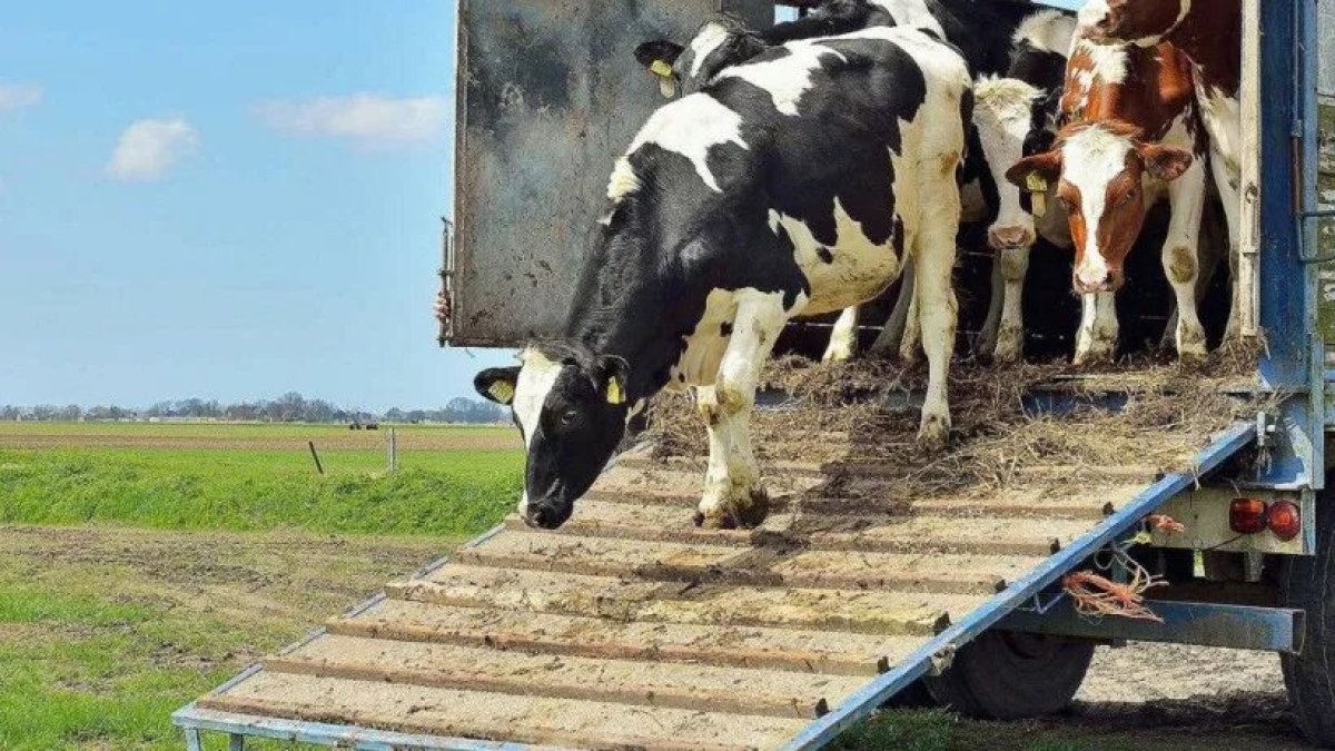 Россия остается главным поставщиком КРС в Казахстан