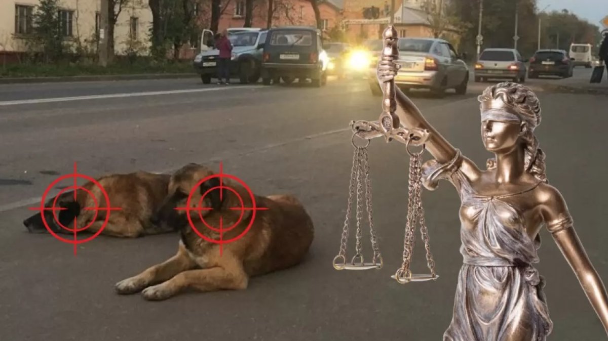 Больше 370 человек пострадали от укусов бродячих собак в ЗКО