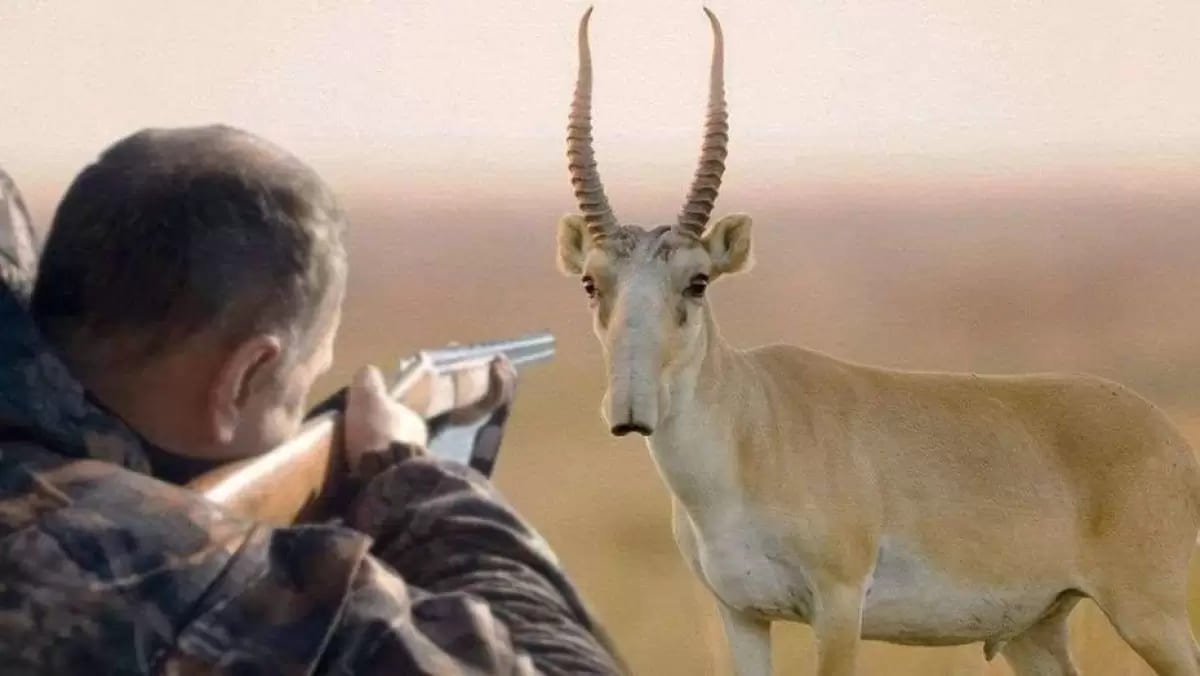 Сотни сайгаков убиты в ЗКО