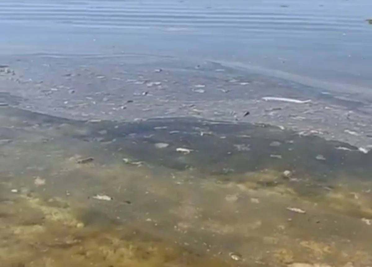 "Будто сбросили отходы": масляные пятна и мусор заметили в Каспийском море