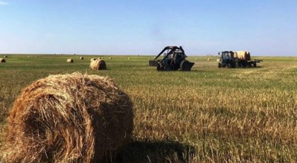 Зима близко: более 24 млн тонн кормов заготовлено в Казахстане