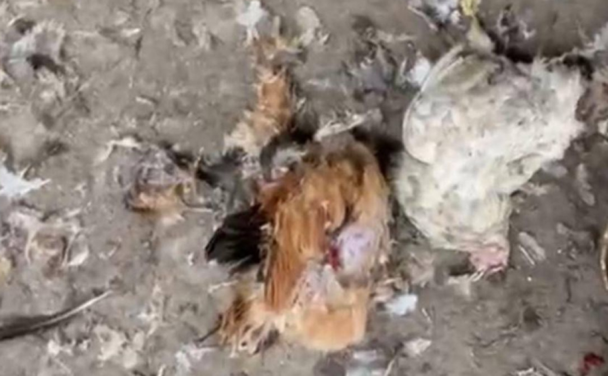 Жители бьют тревогу: дикие животные нападают на домашние хозяйства в Атырау