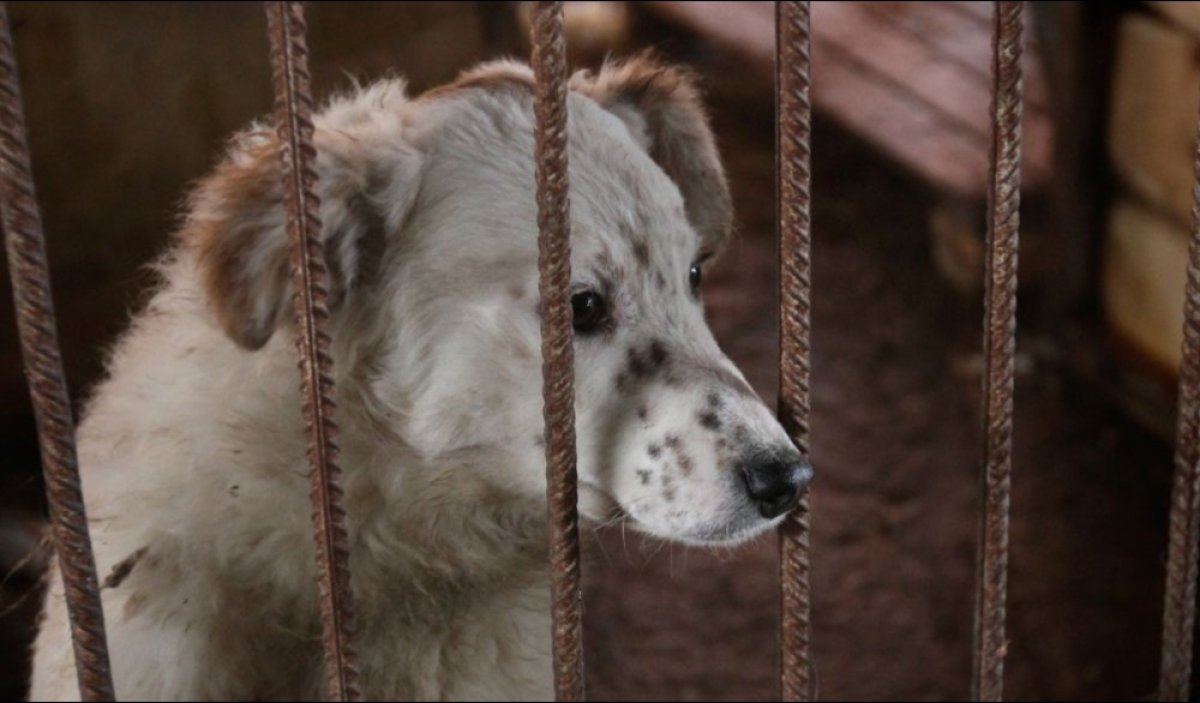 О рейдерском захвате заявила хозяйка приюта для животных в Алматинской области