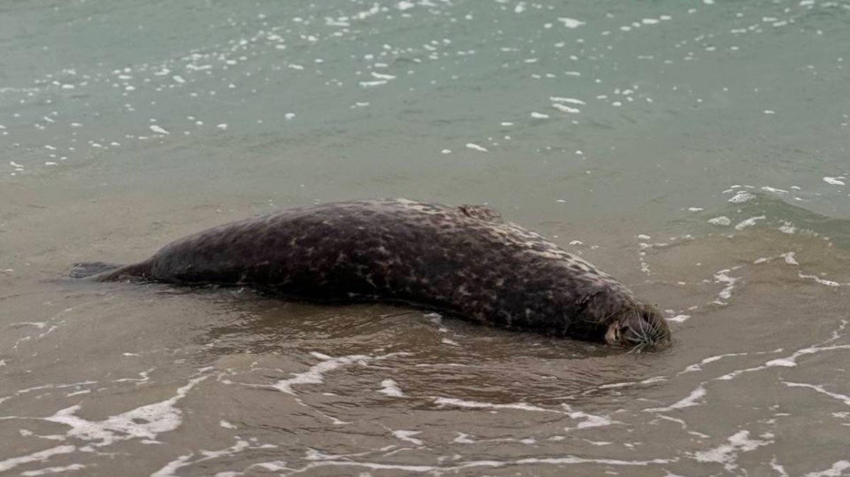 В Актау на берегу Каспия снова нашли мертвых тюленей