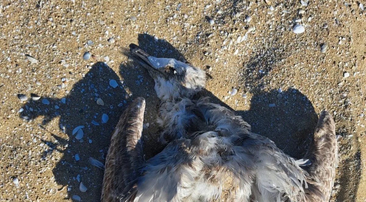 Вслед за тюленями на Каспии начали гибнуть птицы