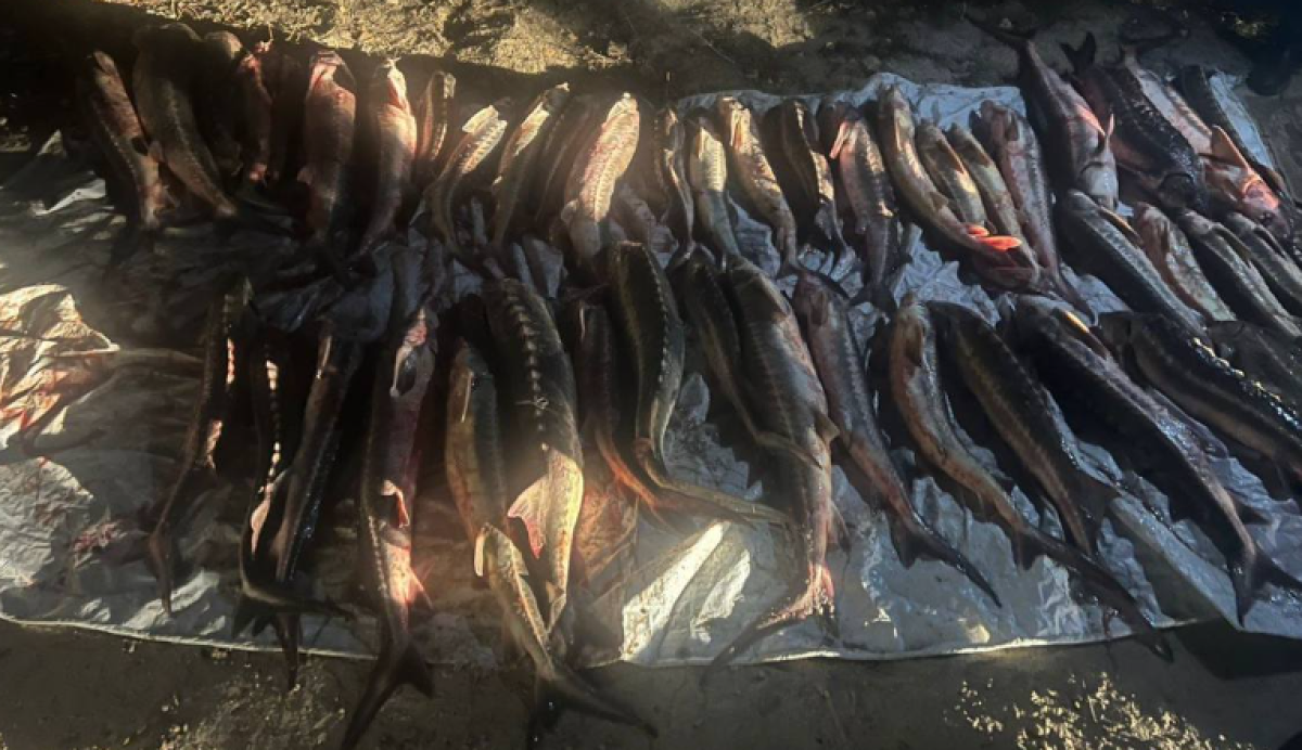 Жителя Актау задержали с 280 кг осетра