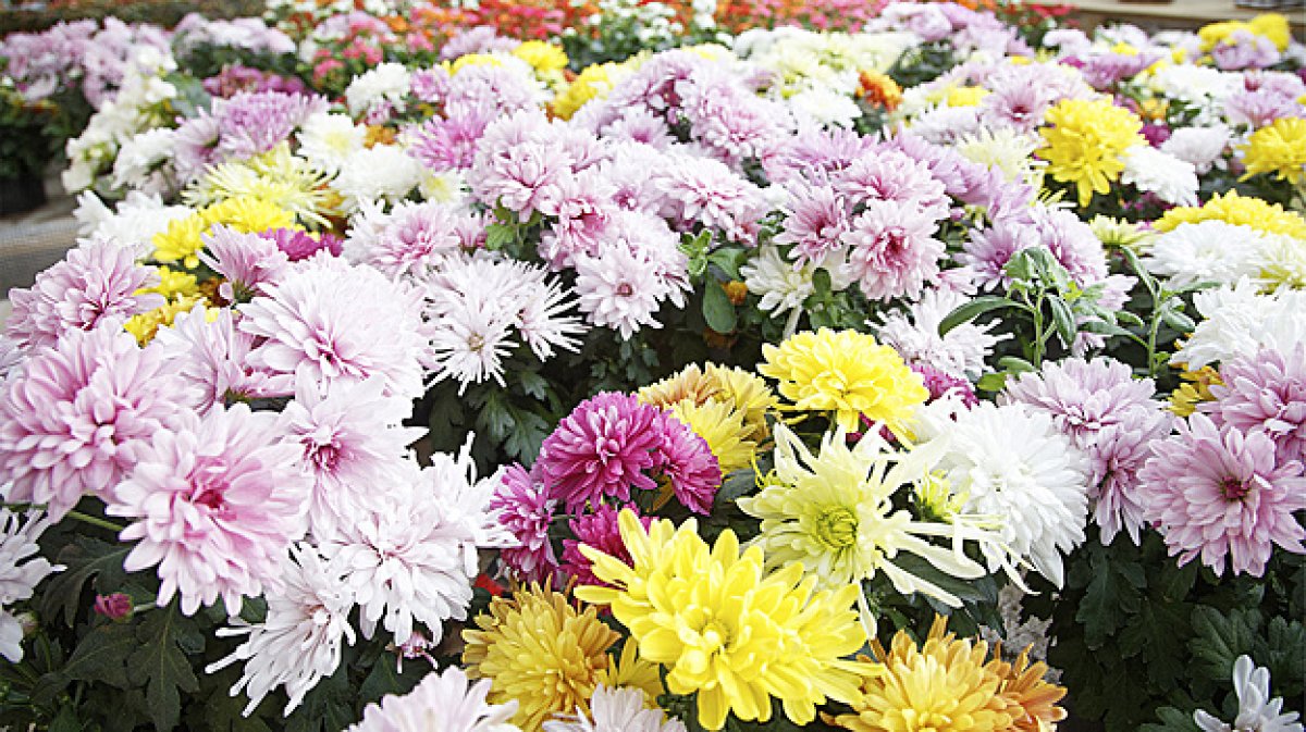 Казахстанские цветы не пустили в Россию, признав опасными