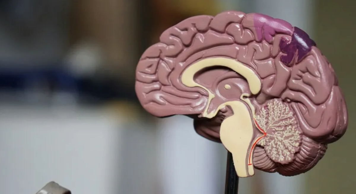 Кардиолог назвал тревожные признаки плохого кровообращения мозга