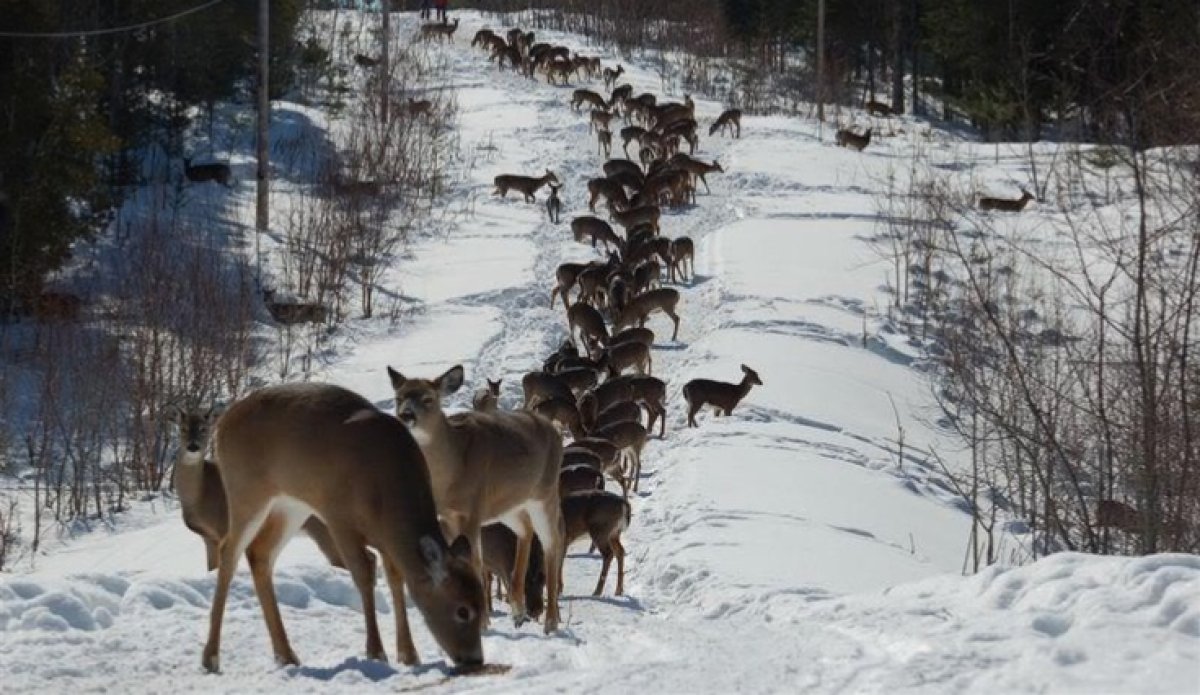 Аномальную миграцию косуль из России в Казахстан объяснили лесники