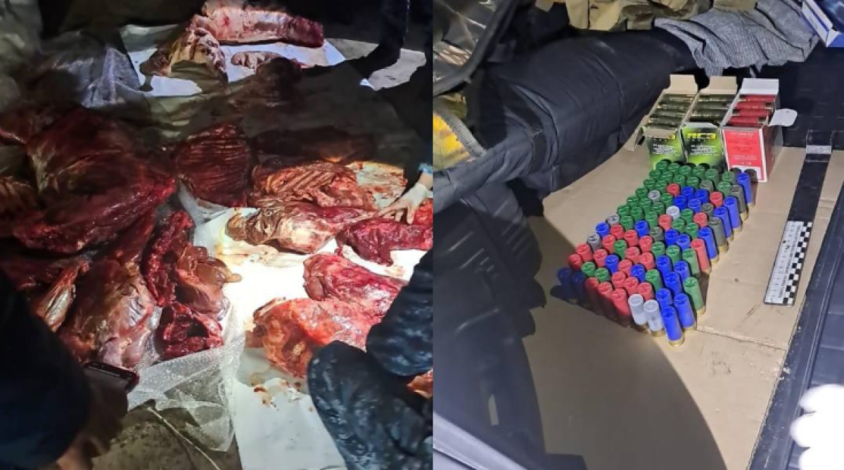 Туши архаров и сайгака нашли у охотника в Павлодарской области