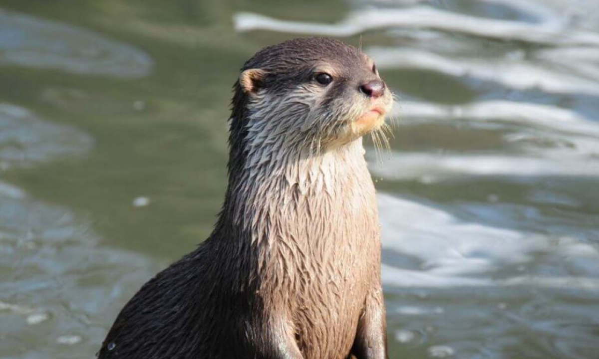 Редкую выдру из Красной книги заметили у Талдыкоргана