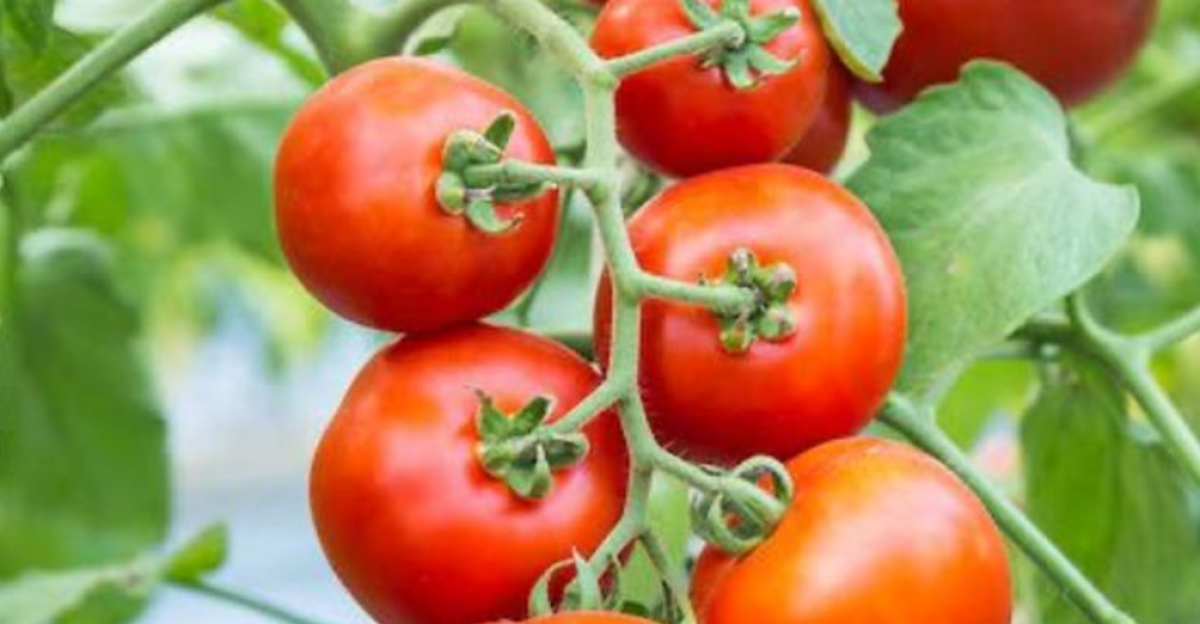 Зараженные опасным вирусом семена томатов пытались провезти в Астану