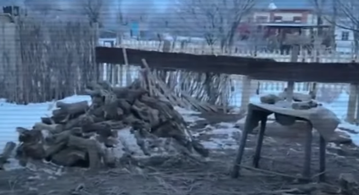 Незаконную вырубку саксаула организовали в казахстанском заповеднике