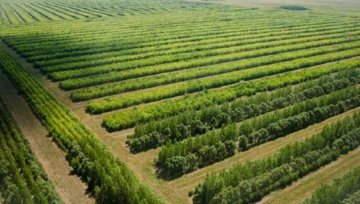 Скандал в Атырауской области: акима сняли из-за вырубки парка