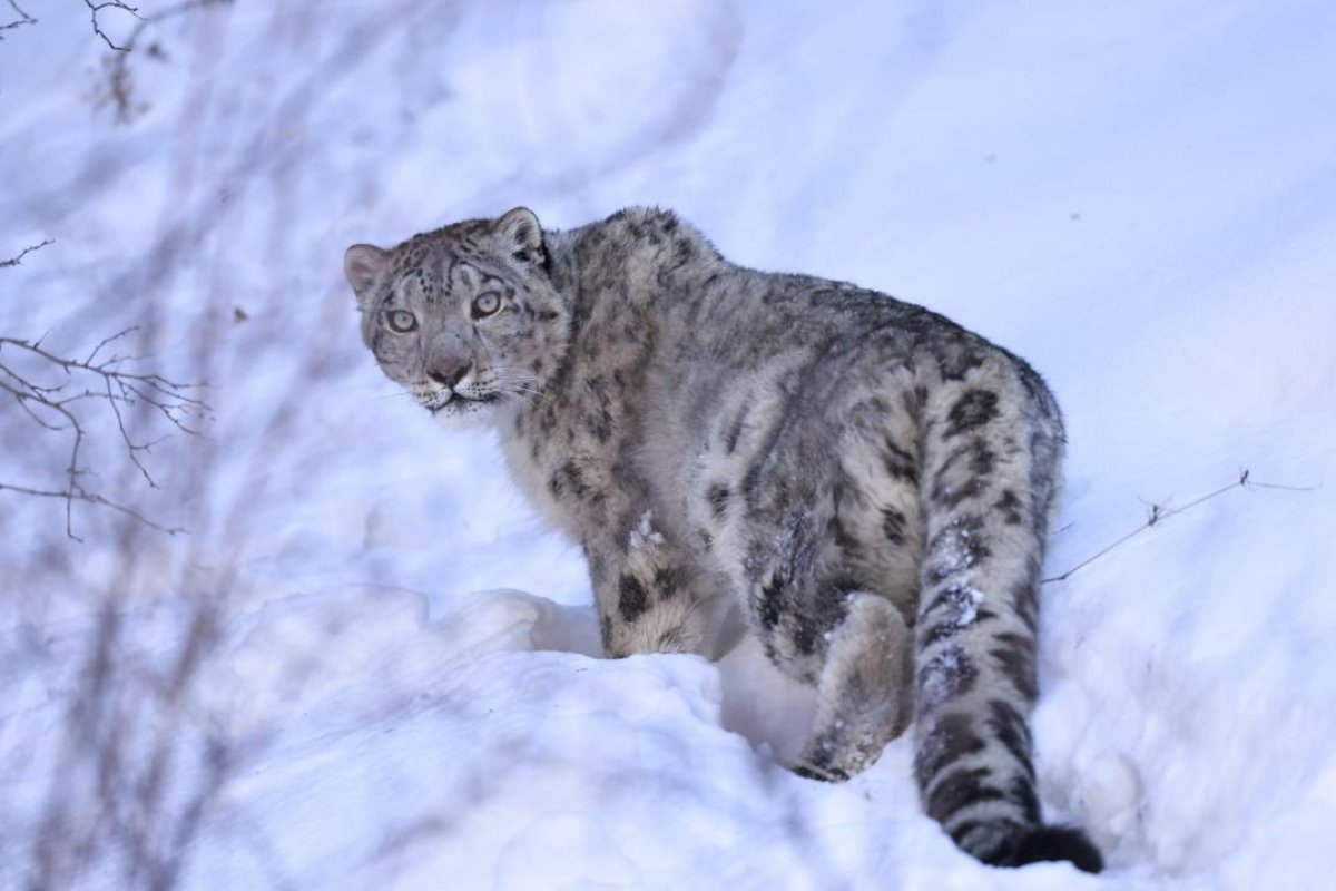 Редкого снежного барса в Алматы будут оберегать от туристов