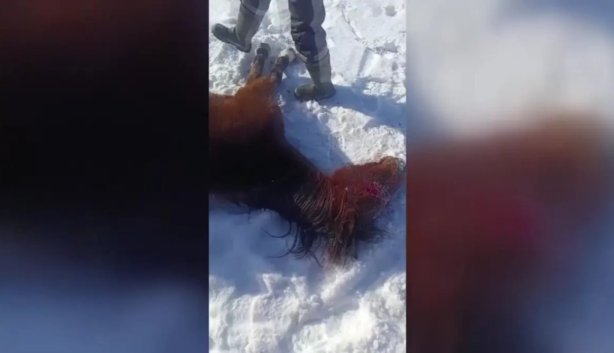 Массовая гибель лошадей в ЗКО: чиновники игнорируют требования фермеров