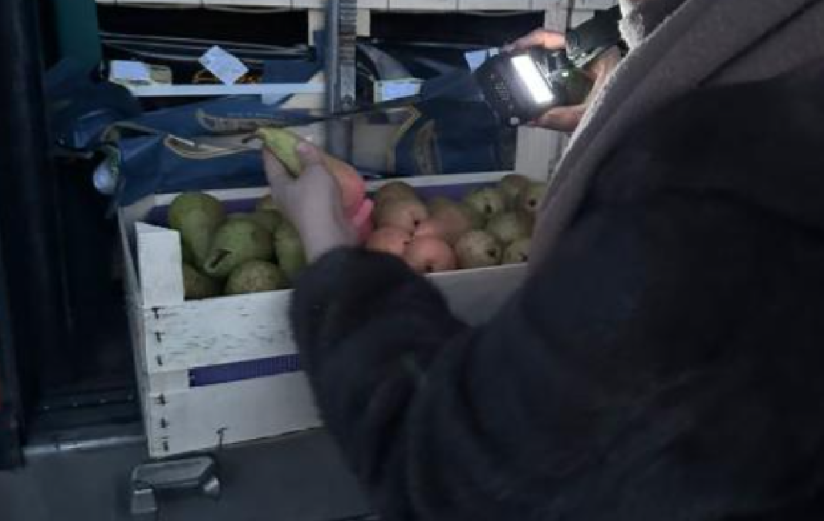 Больше 19 тонн груш сомнительного качества пытались ввезти в Казахстан из Бельгии