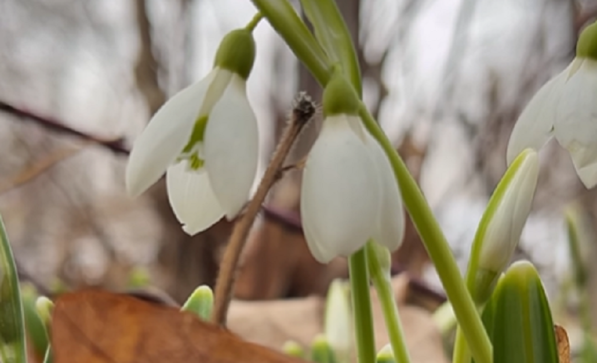 Первые подснежники зацвели в Алматы