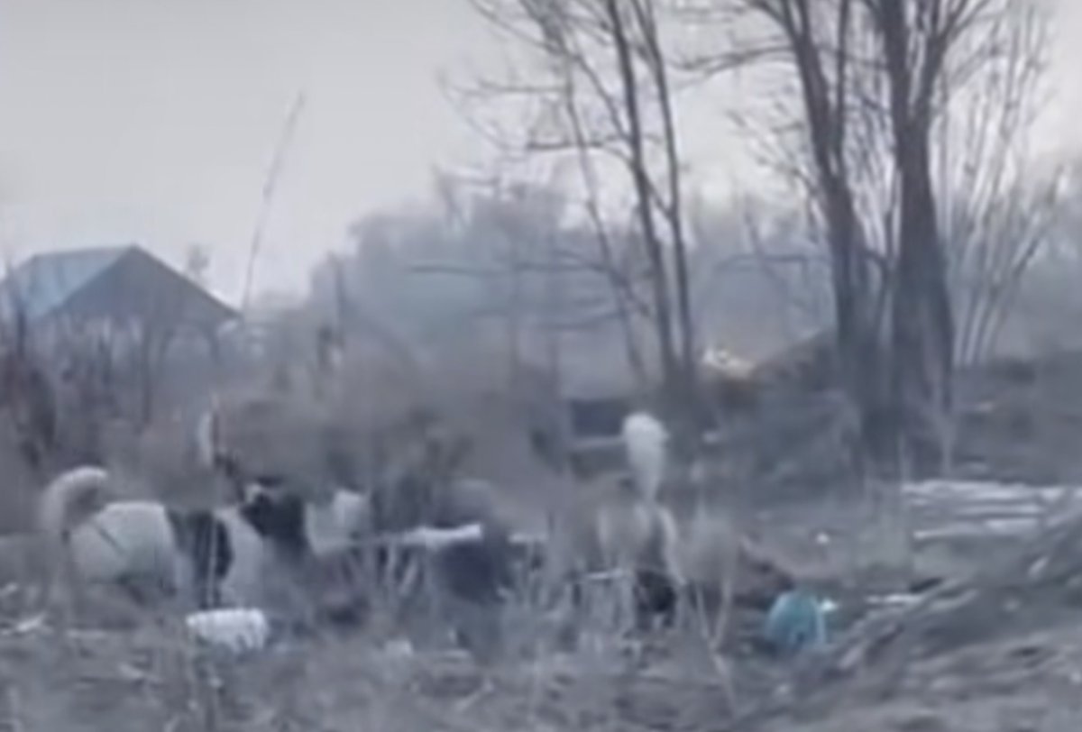 Стая собак напала на 52-летнюю женщину в Каскелене