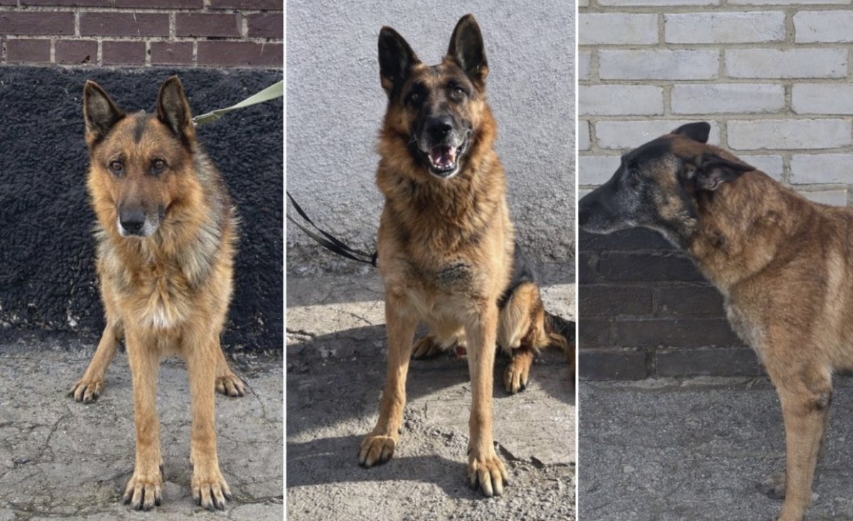 Списанных собак КНБ продали на торгах по 900 тенге в Казахстане