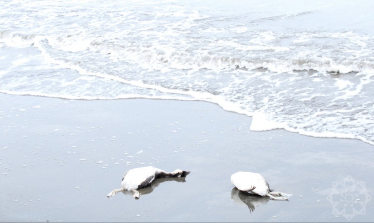 Тысячи мертвых птиц на берегу Каспия: начато расследование